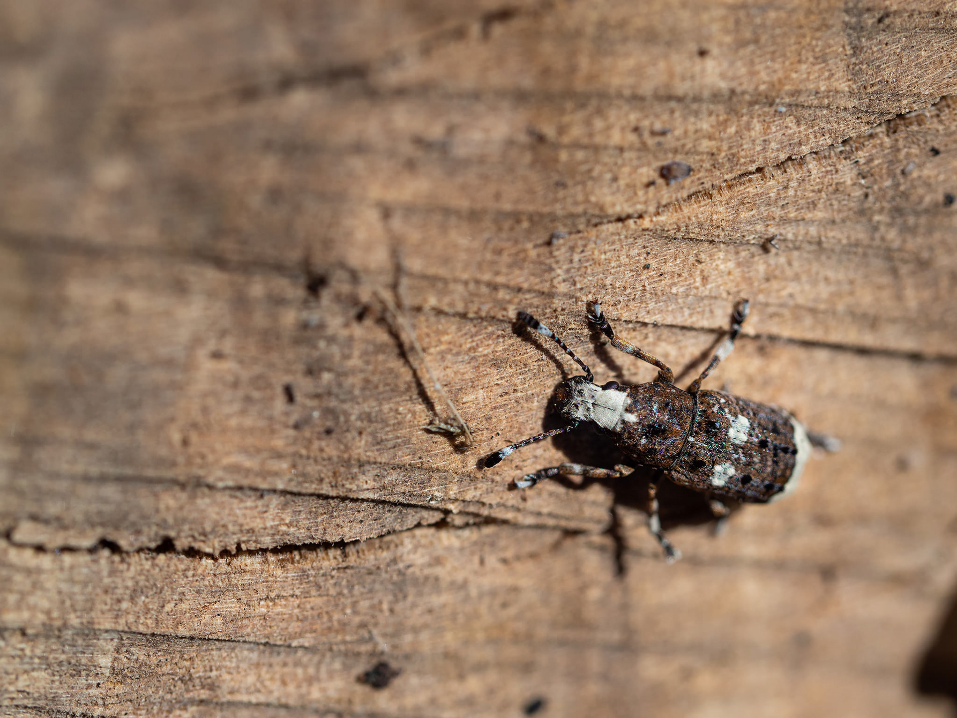Platystomos albinus
