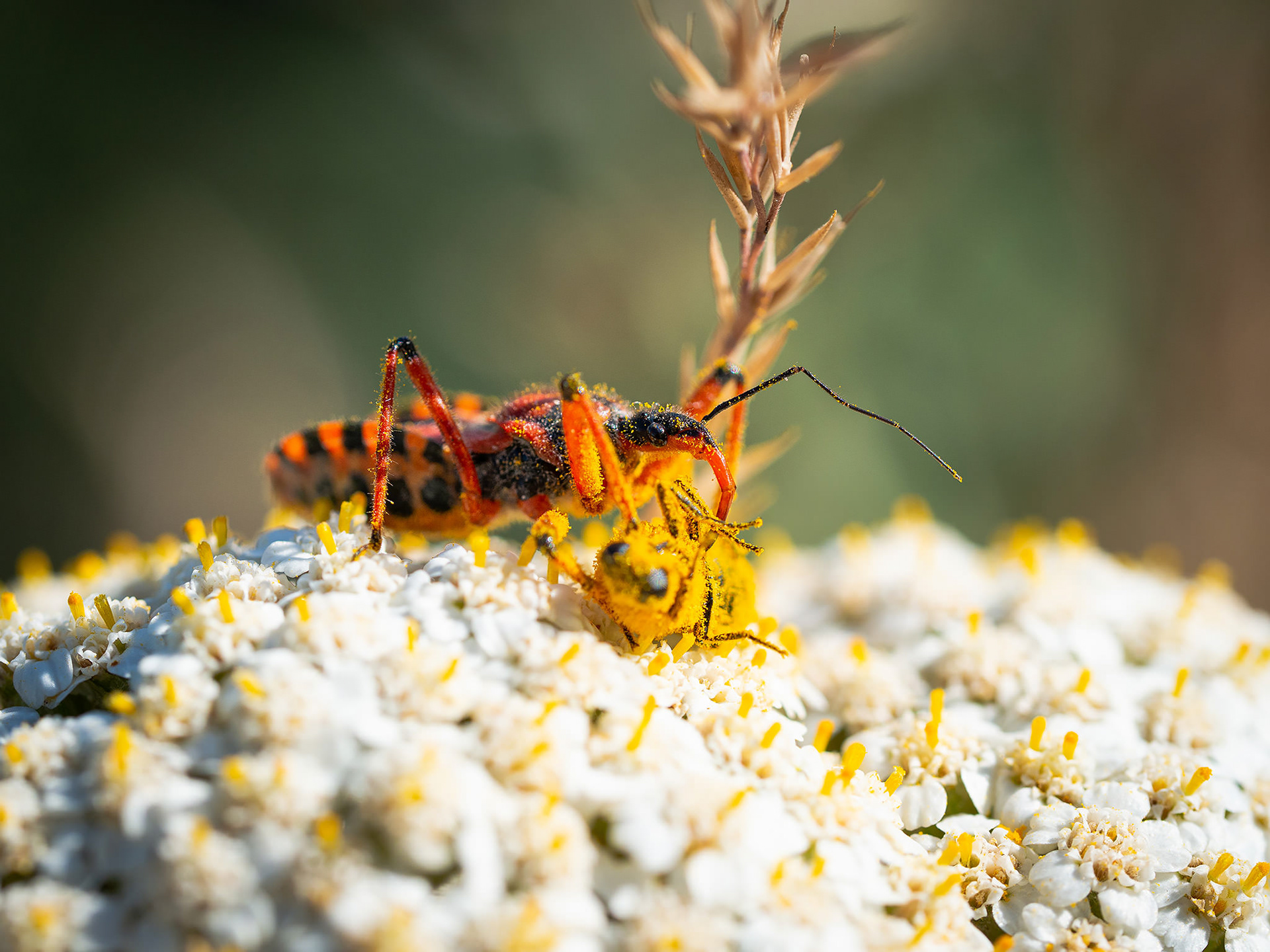 Rhynocoris iracundus