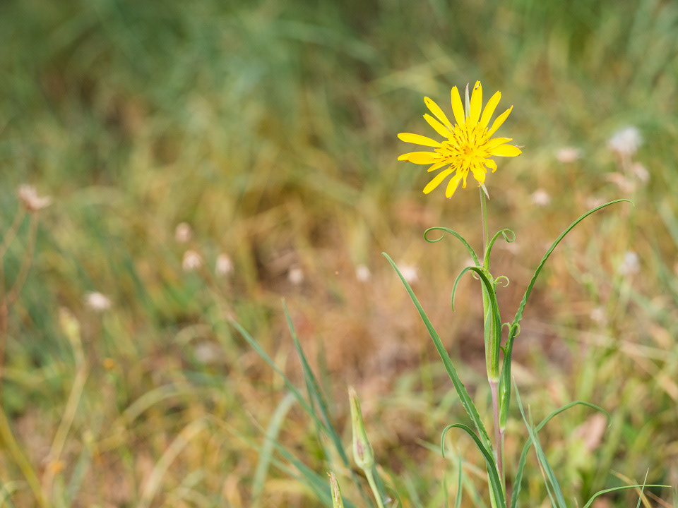(Jack-go-to-bed-at-noon (Tragopogon pratensis)