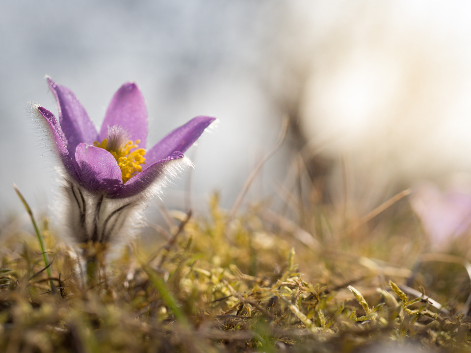 Greater pasque flower (Pulsatilla grandis)