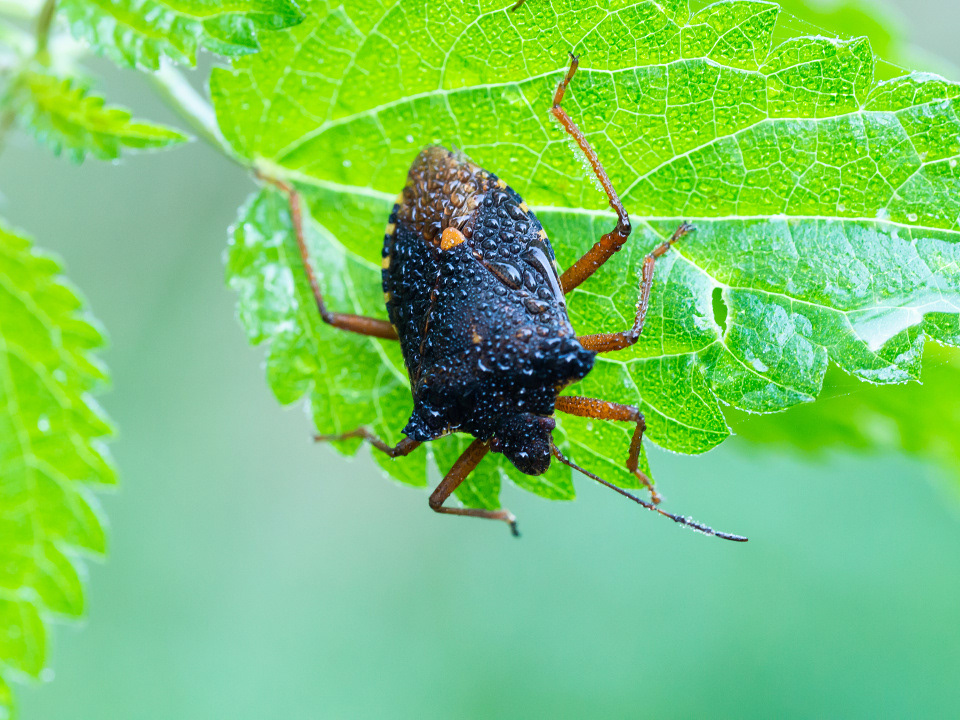 Forest bug (Pentatoma rufipes)