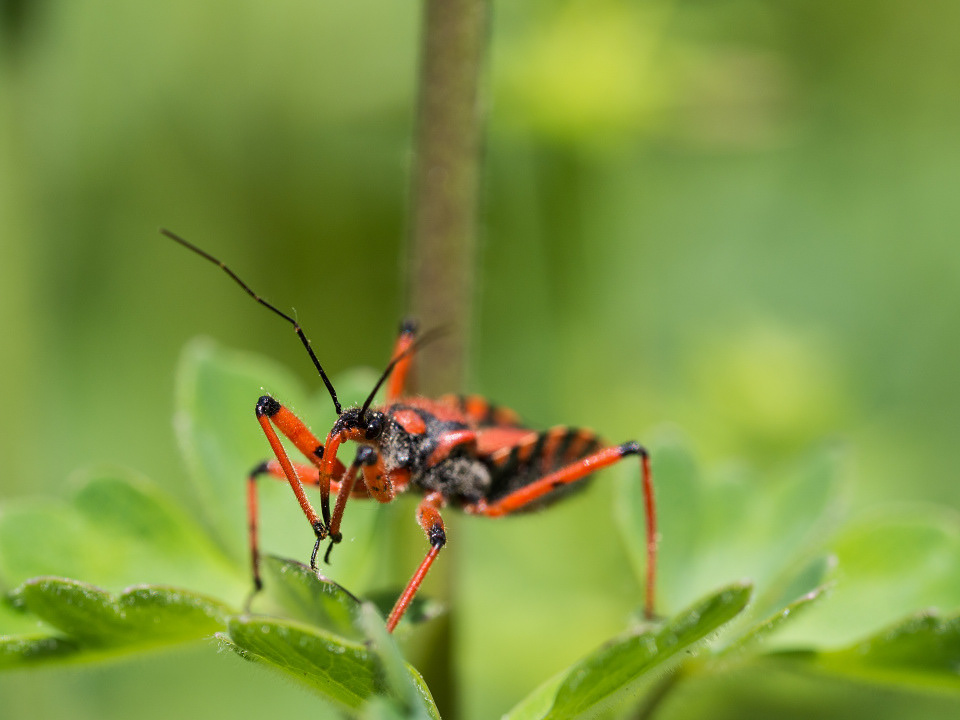 Rhynocoris iracundus