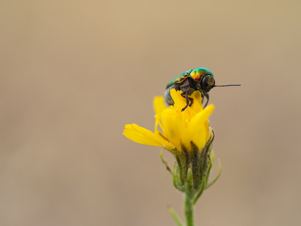 Cryptocephalus sericeus