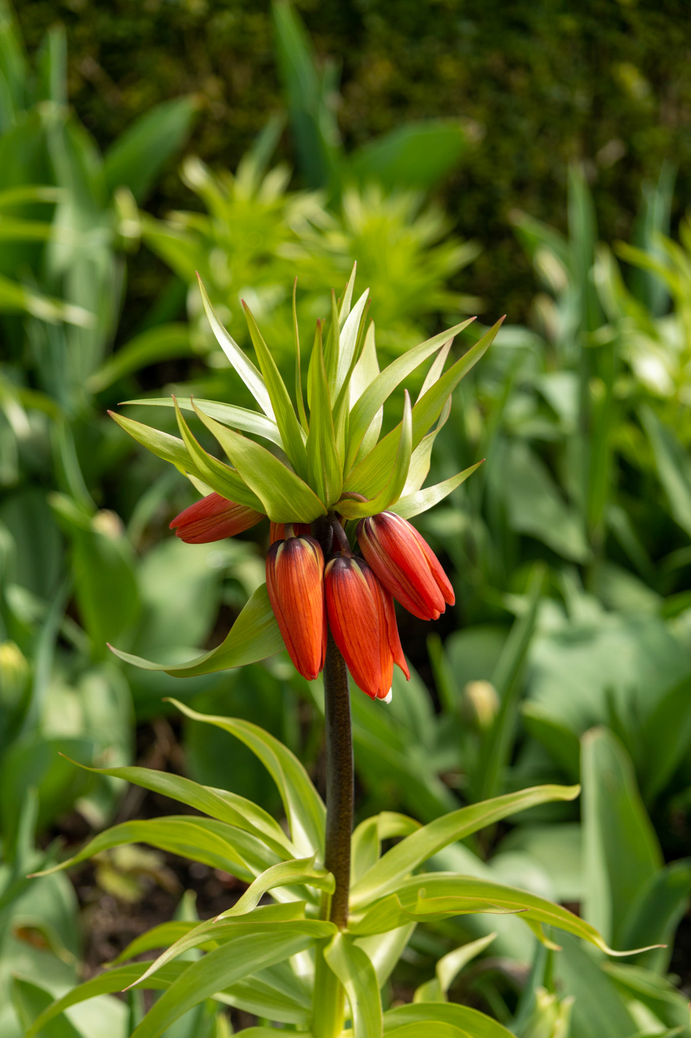 Crown Imperial - Great looks, not so great scent!