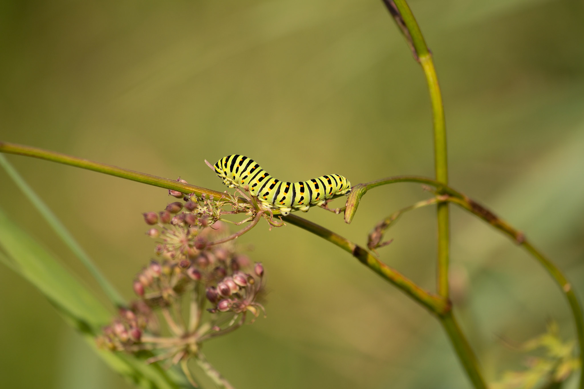 Swallowtail Butterfly Catterpillar