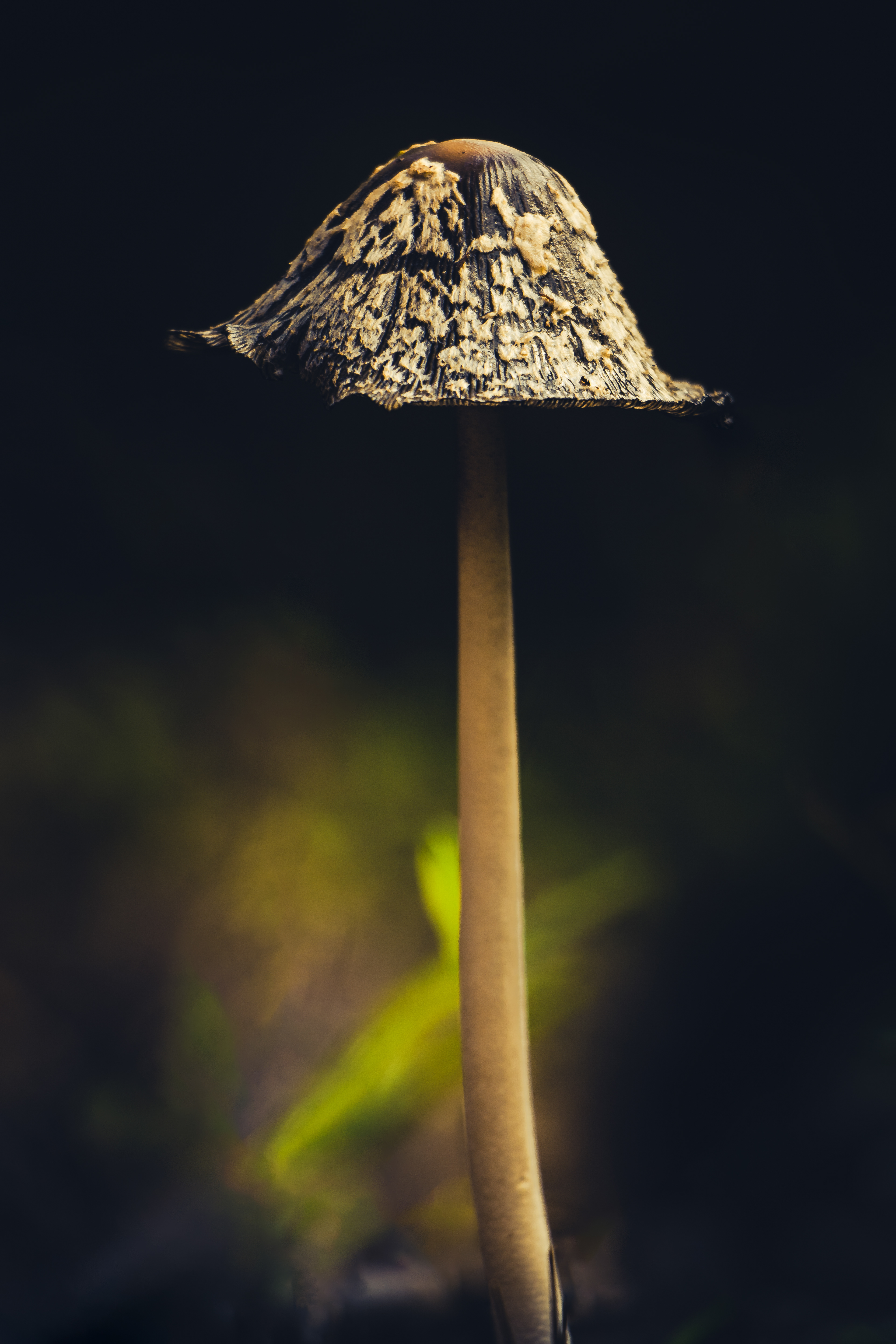 Beautiful mushroom