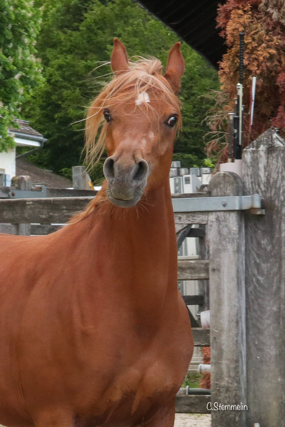 Sire: Kanz Al Nasser / Dam: Shah Malaka. Born 06/2015