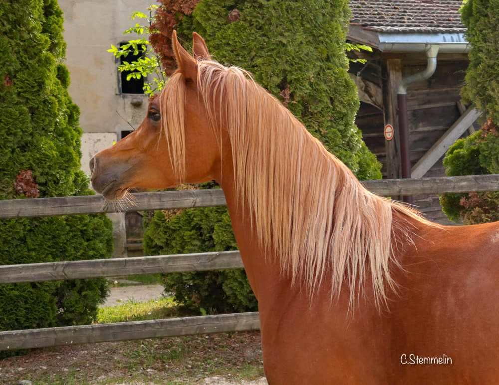 Sire: Kanz Al Nasser / Dam: Shah Malaka. Born 06/2015