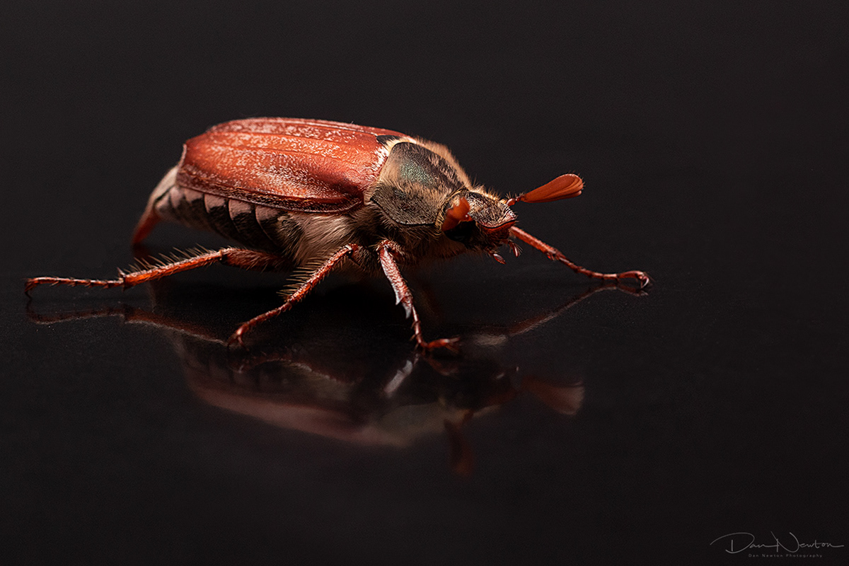 Common Cockchafer