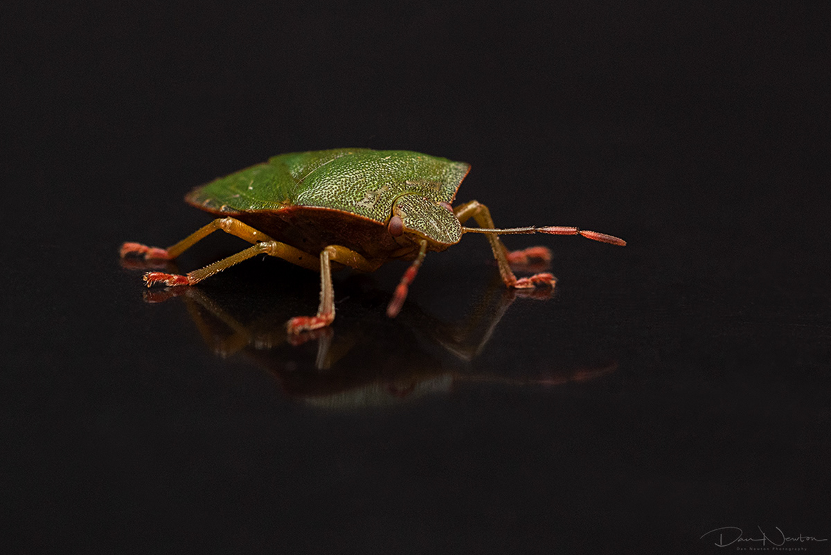 Common Green Shieldbug - Palomena prasina