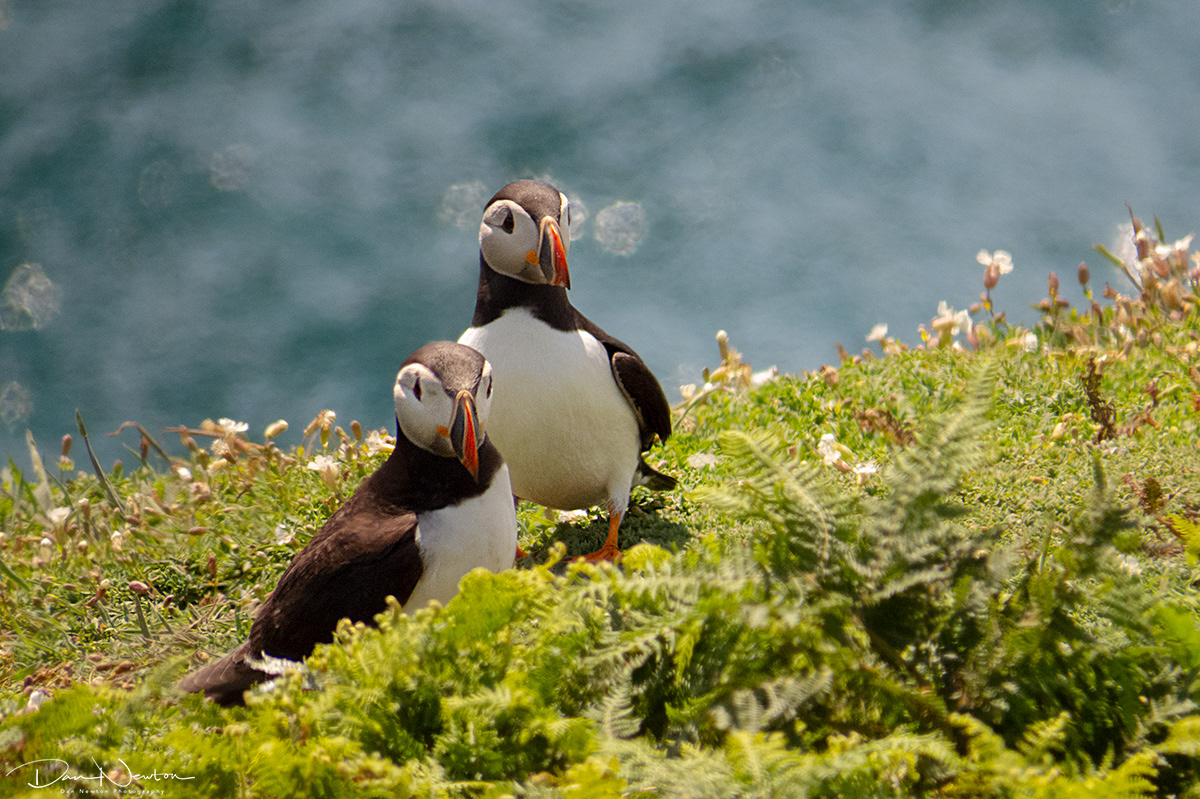 Puffin