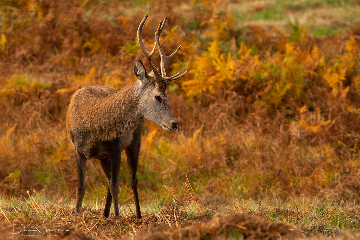 Red Deer