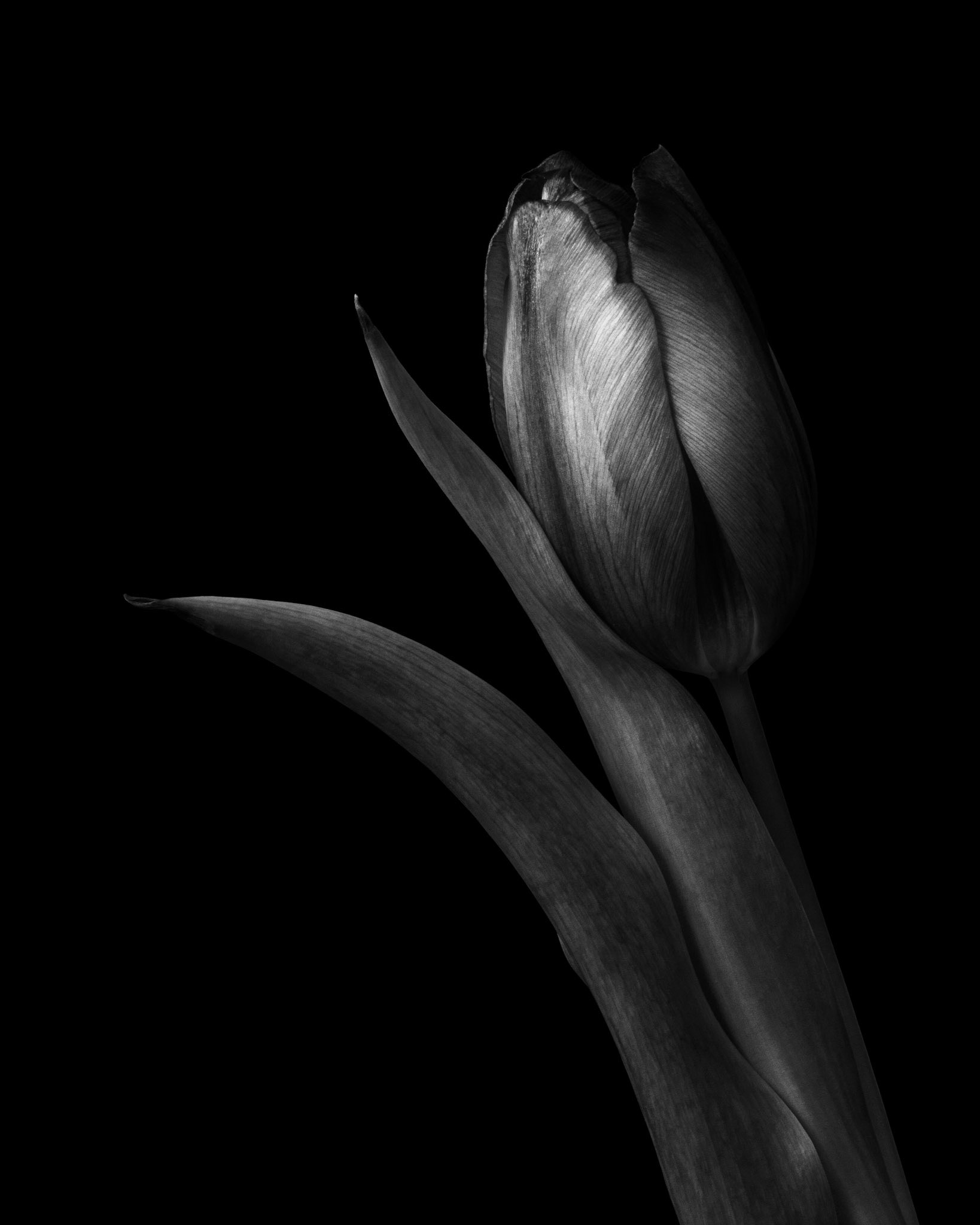 Tulip Portrait, 2021