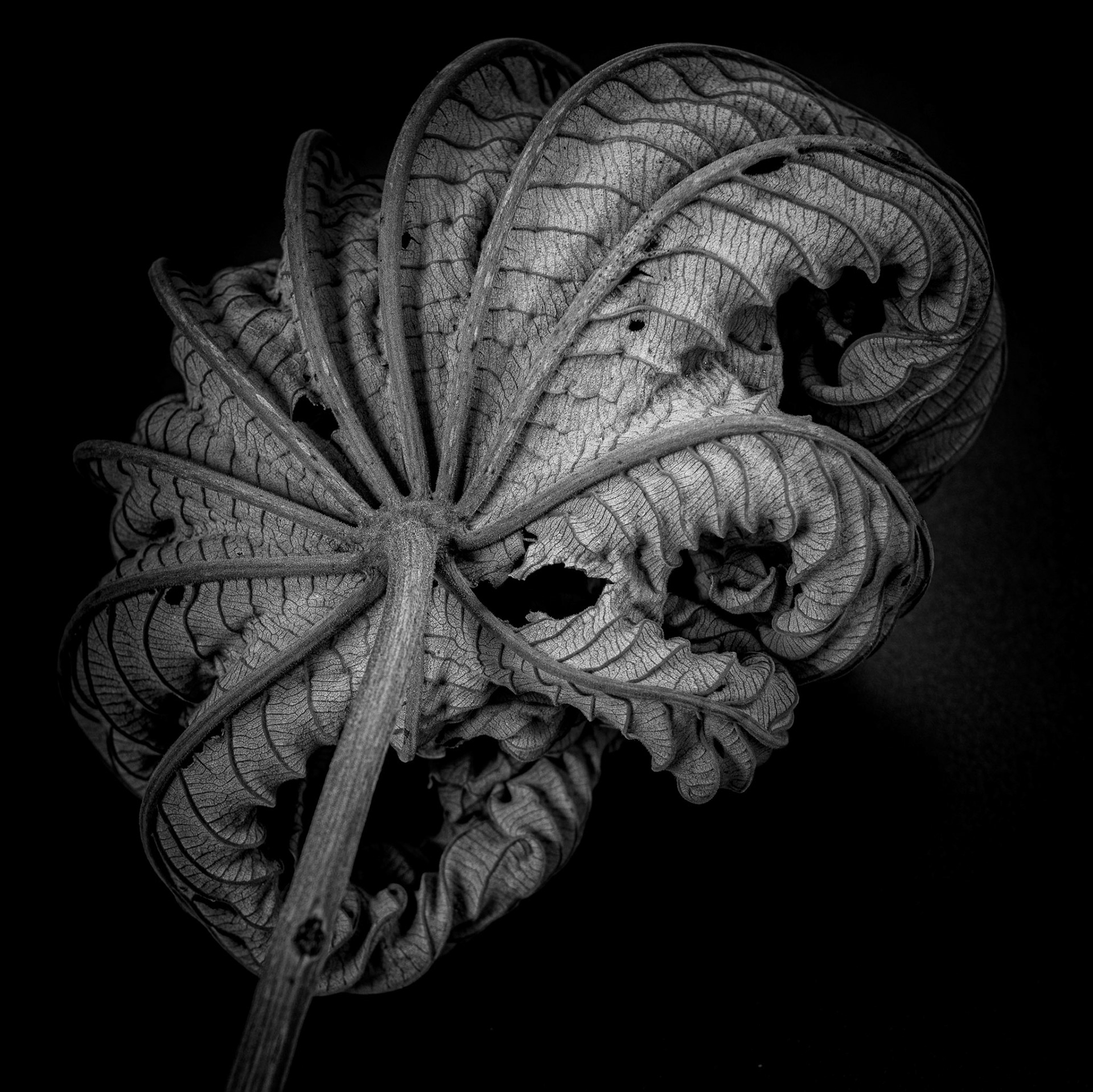 Cecropia Leaf, 2019