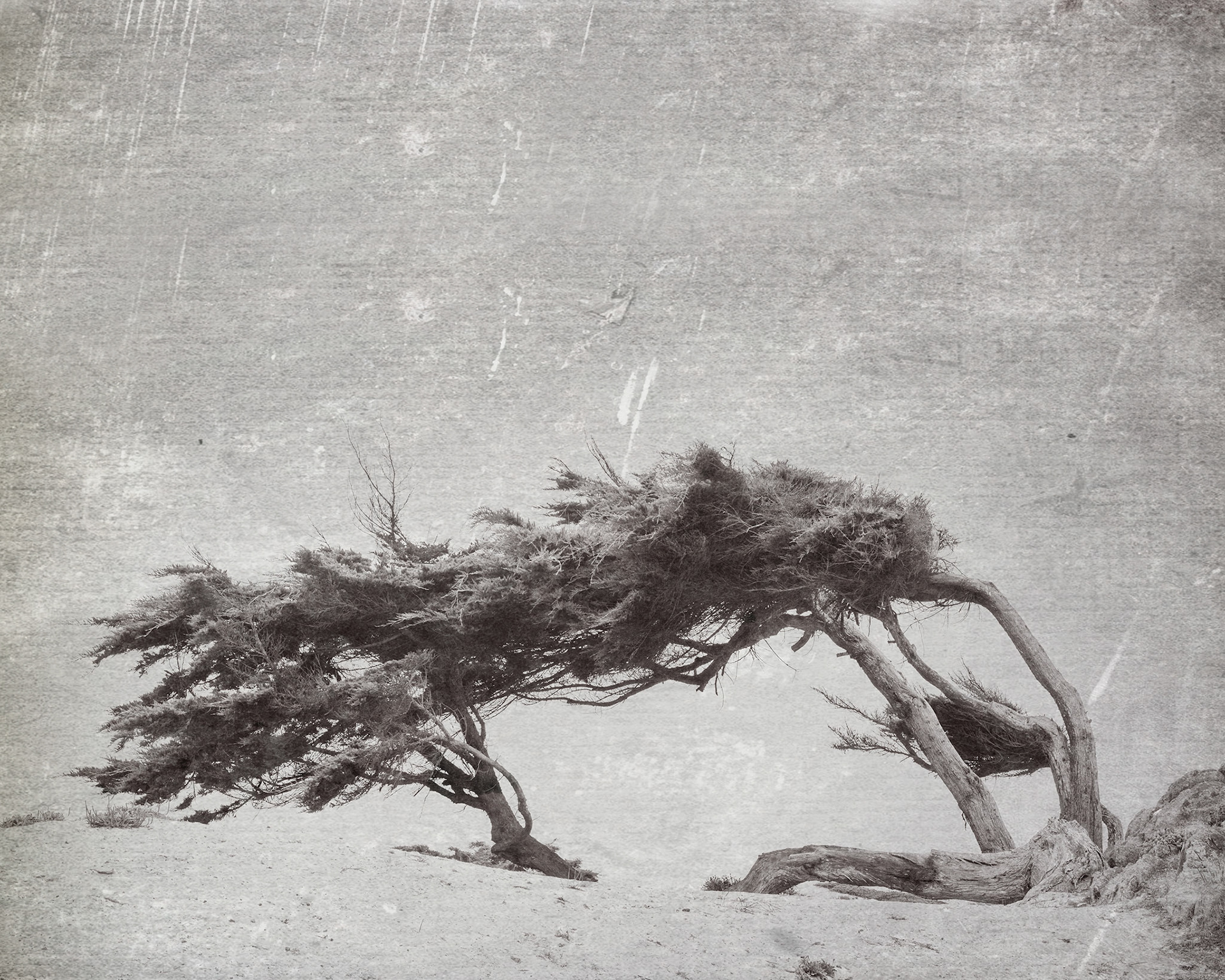 Harsh Wind, 2020