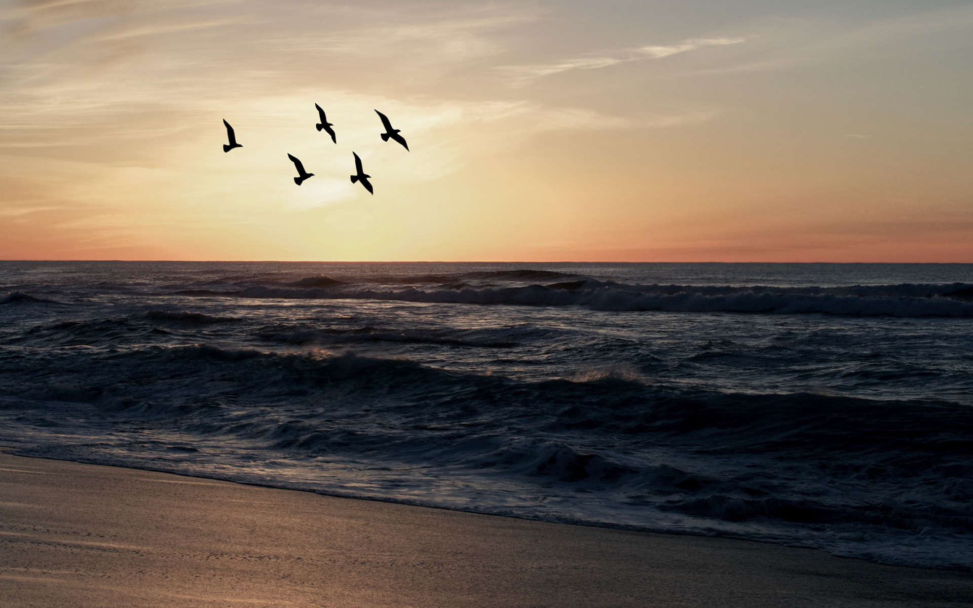 Sunset Birds, Point Reyes, 2016