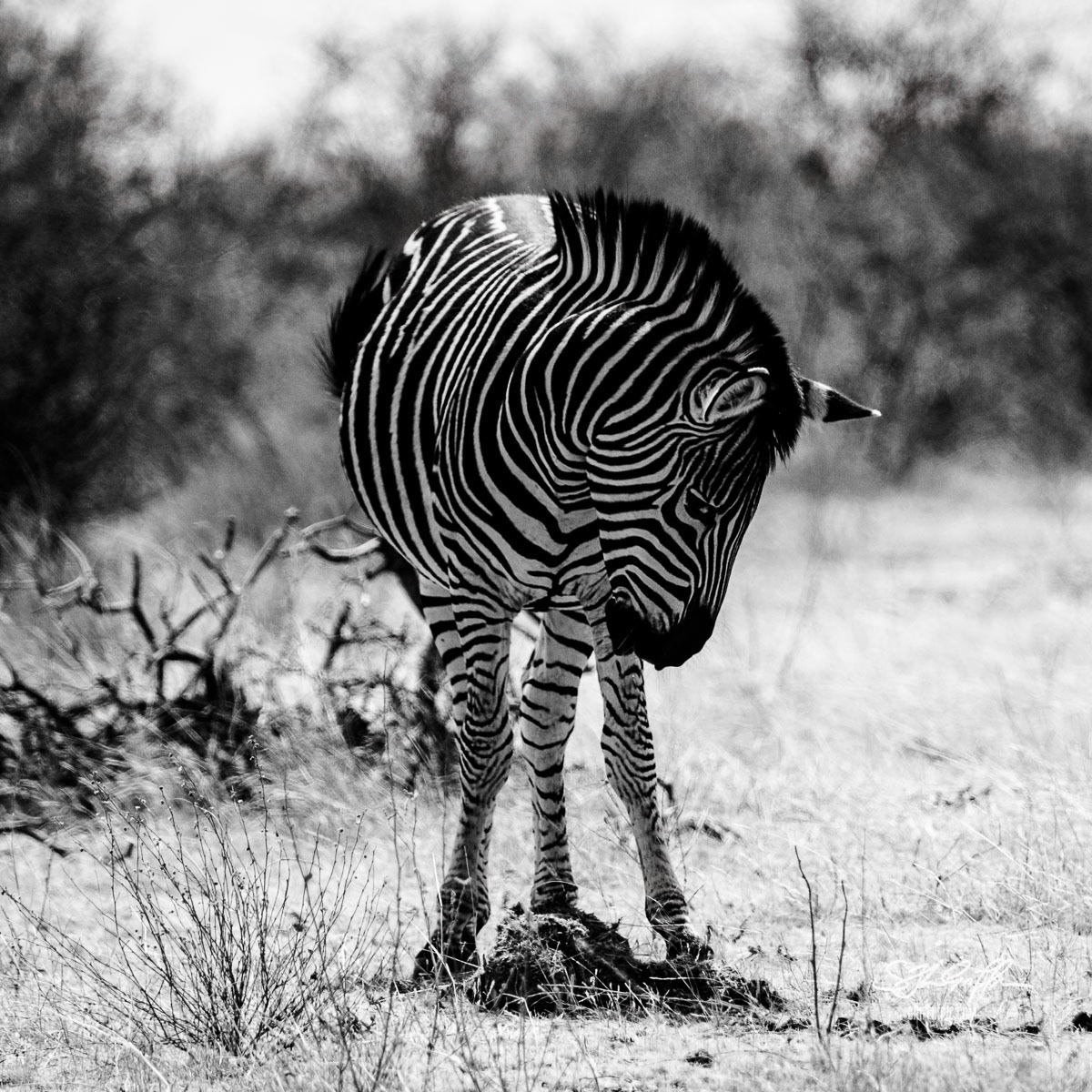 Zebra black and white obviously