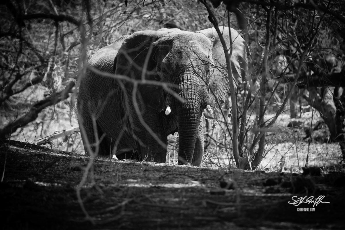 Nervous elephant in Botswana near the border 