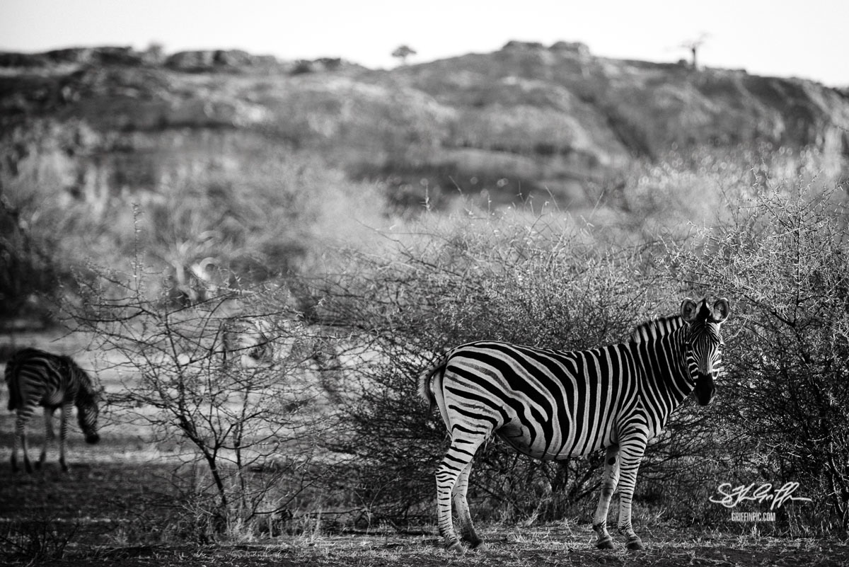 Zebra in black and white