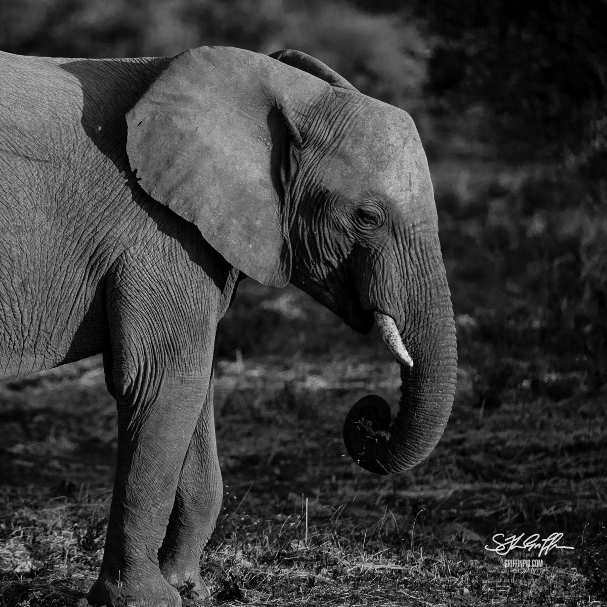 Black and white elephant