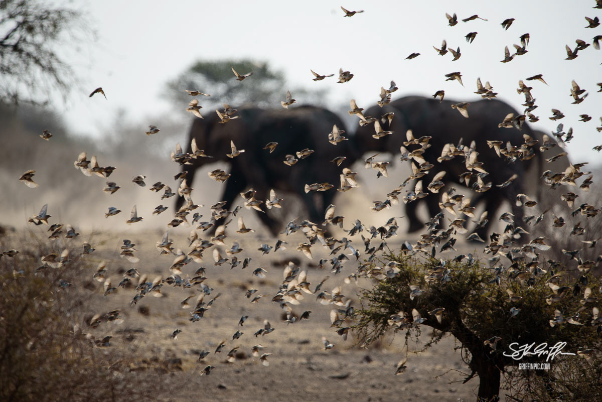 Elephants behind red billed quelea
