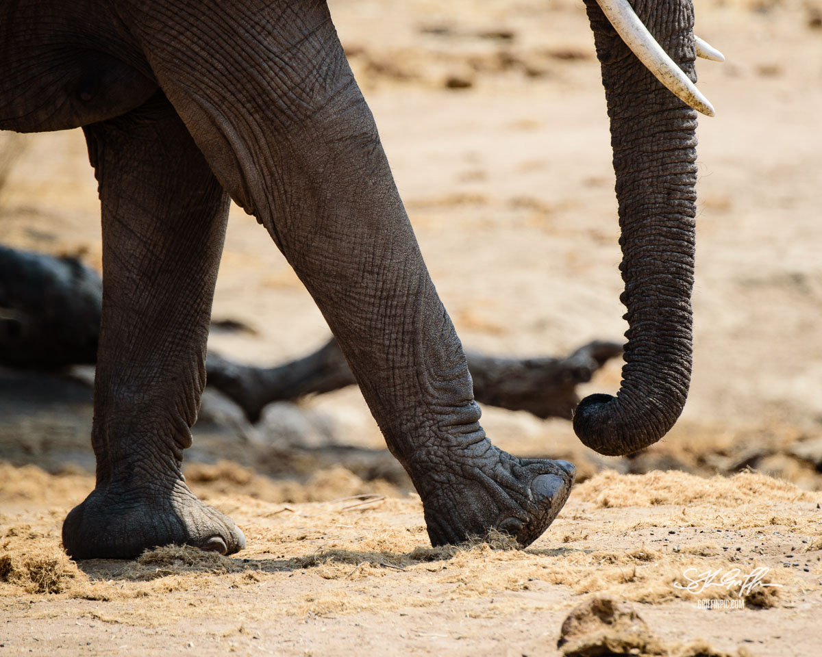 Elephant trunk and legs