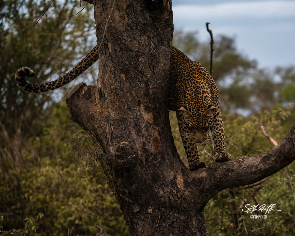 Leopard climbing in tree