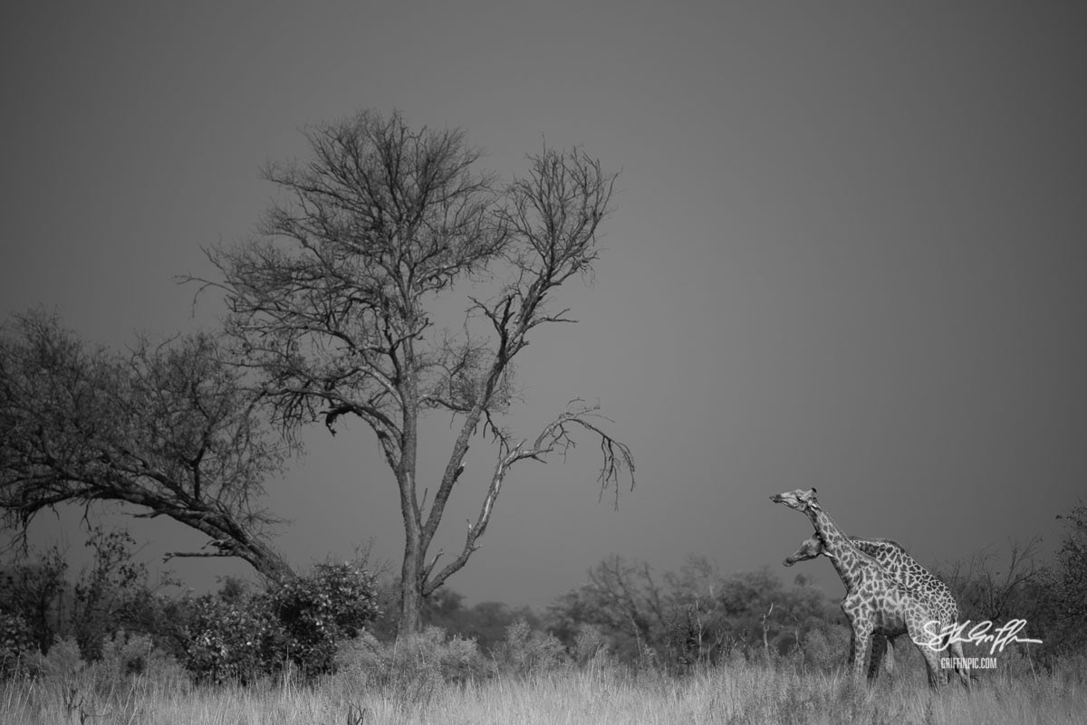 Giraffes necking black and white