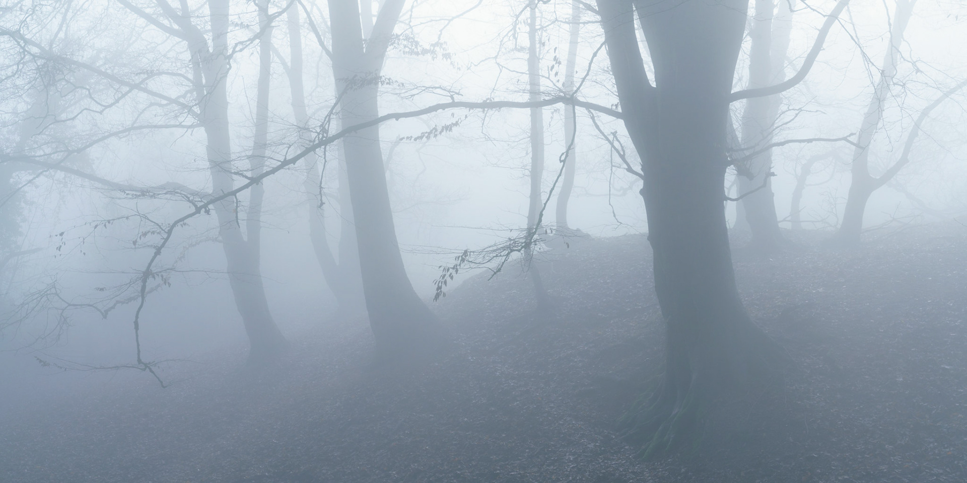 Strethill Copse