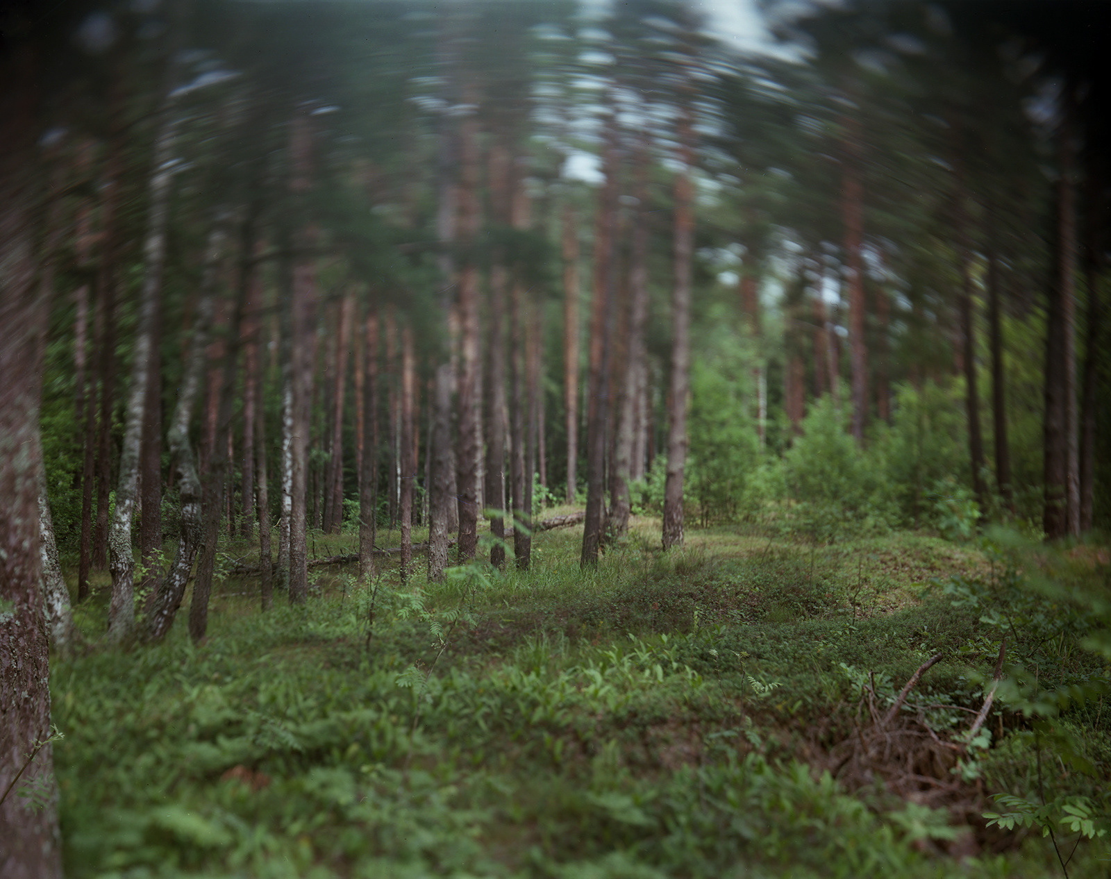 Polotsk, Belarus, 2019 / Forest massacre site of the Jews of Polotsk.