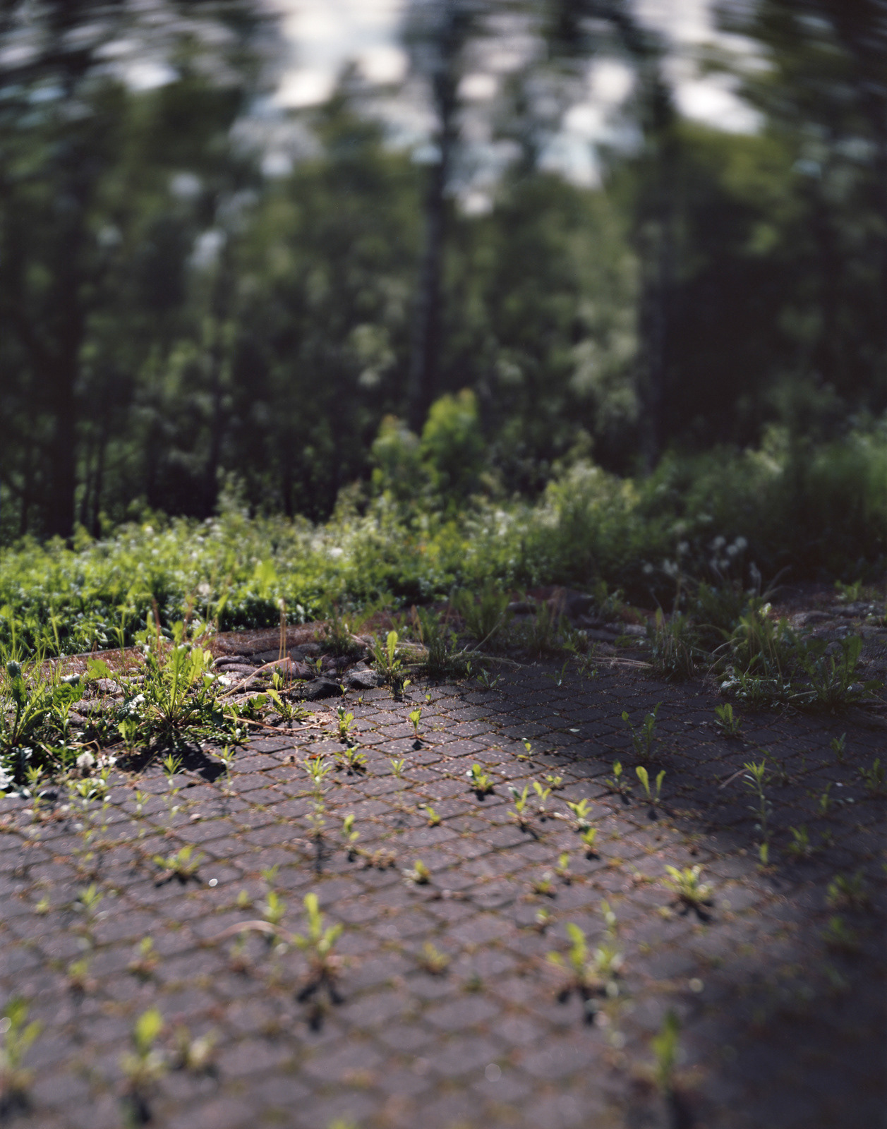 Plungė, Lithuania, 2017 / One of the several mass graves of the town's Jews, located on the hillside next to the town's ancient Jewish cemetery, itself completely destroyed.