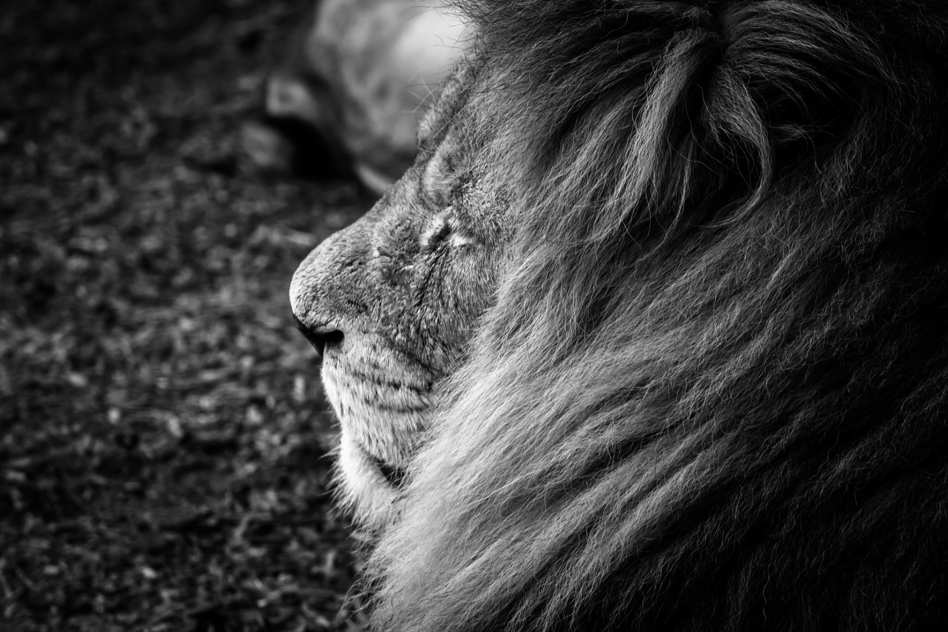 Take Pride