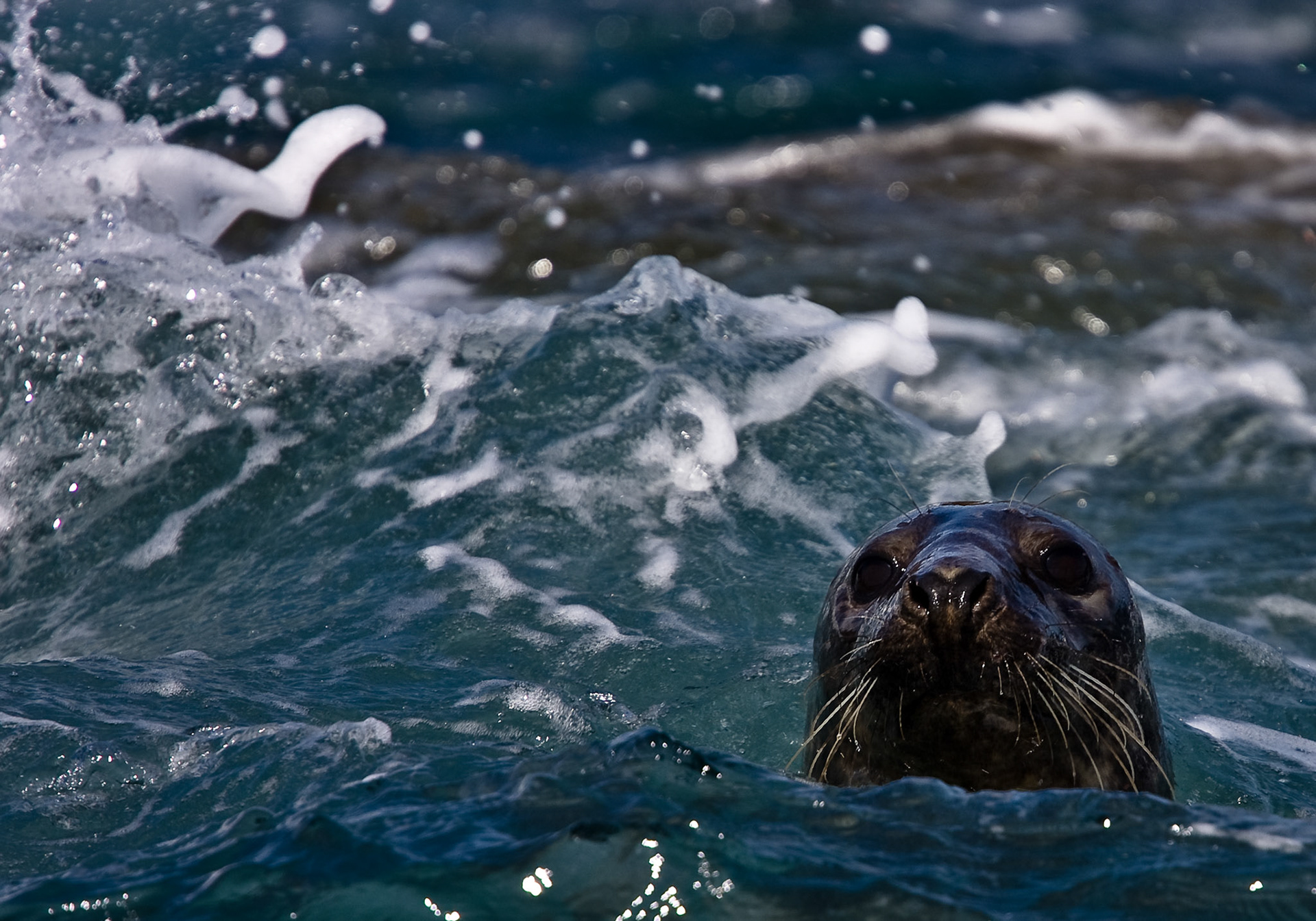 Come On In For A Swim!