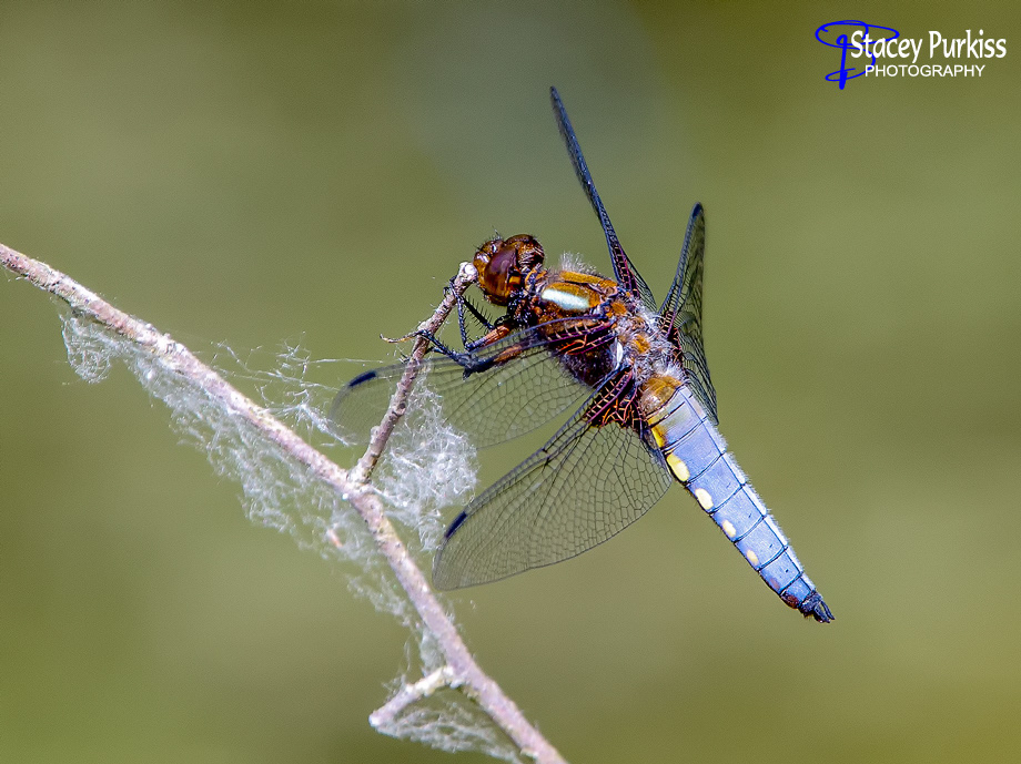 Broad-bodied Chaser Dragonfly (male)