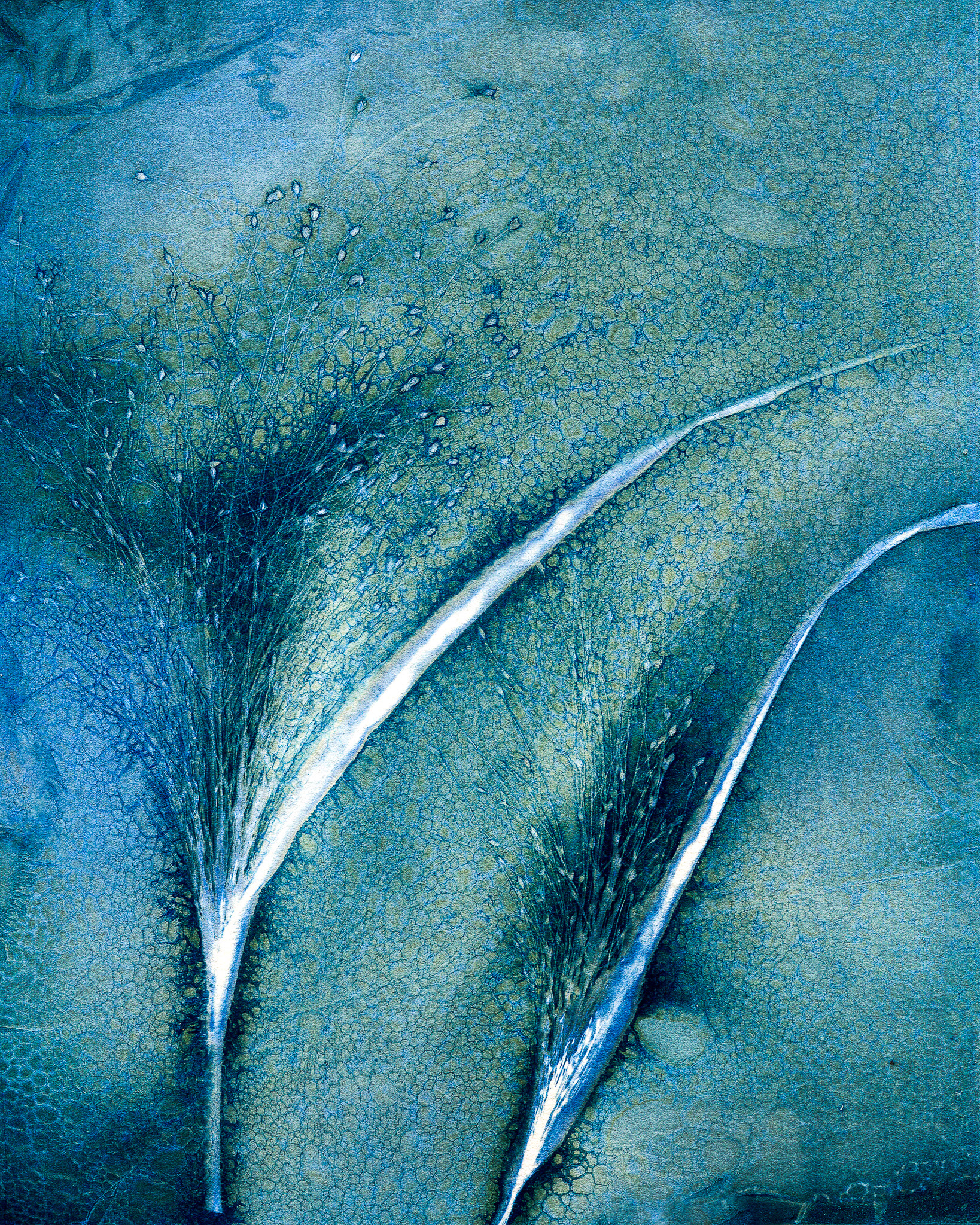 Summer Grasses