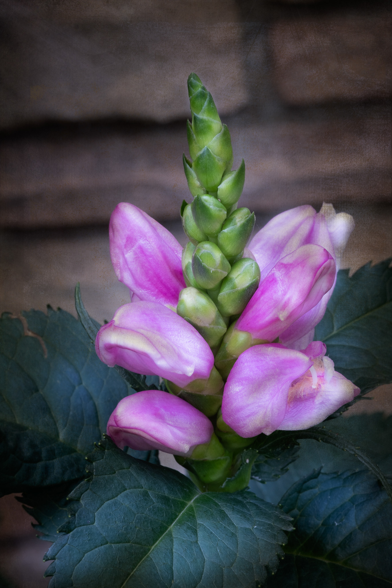Red Turtlehead
