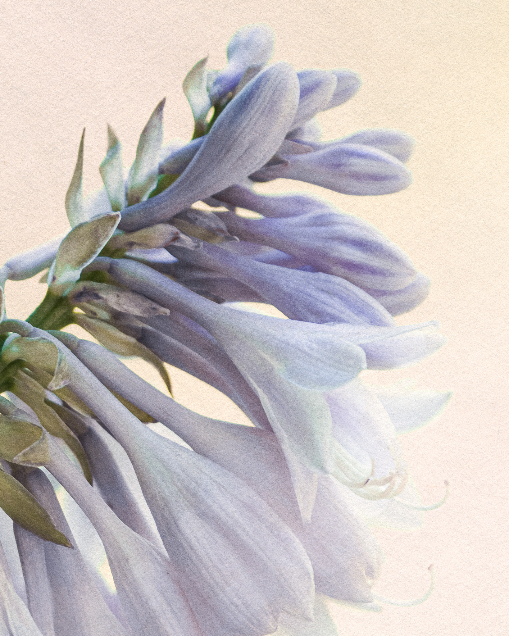 Hosta Bloom
