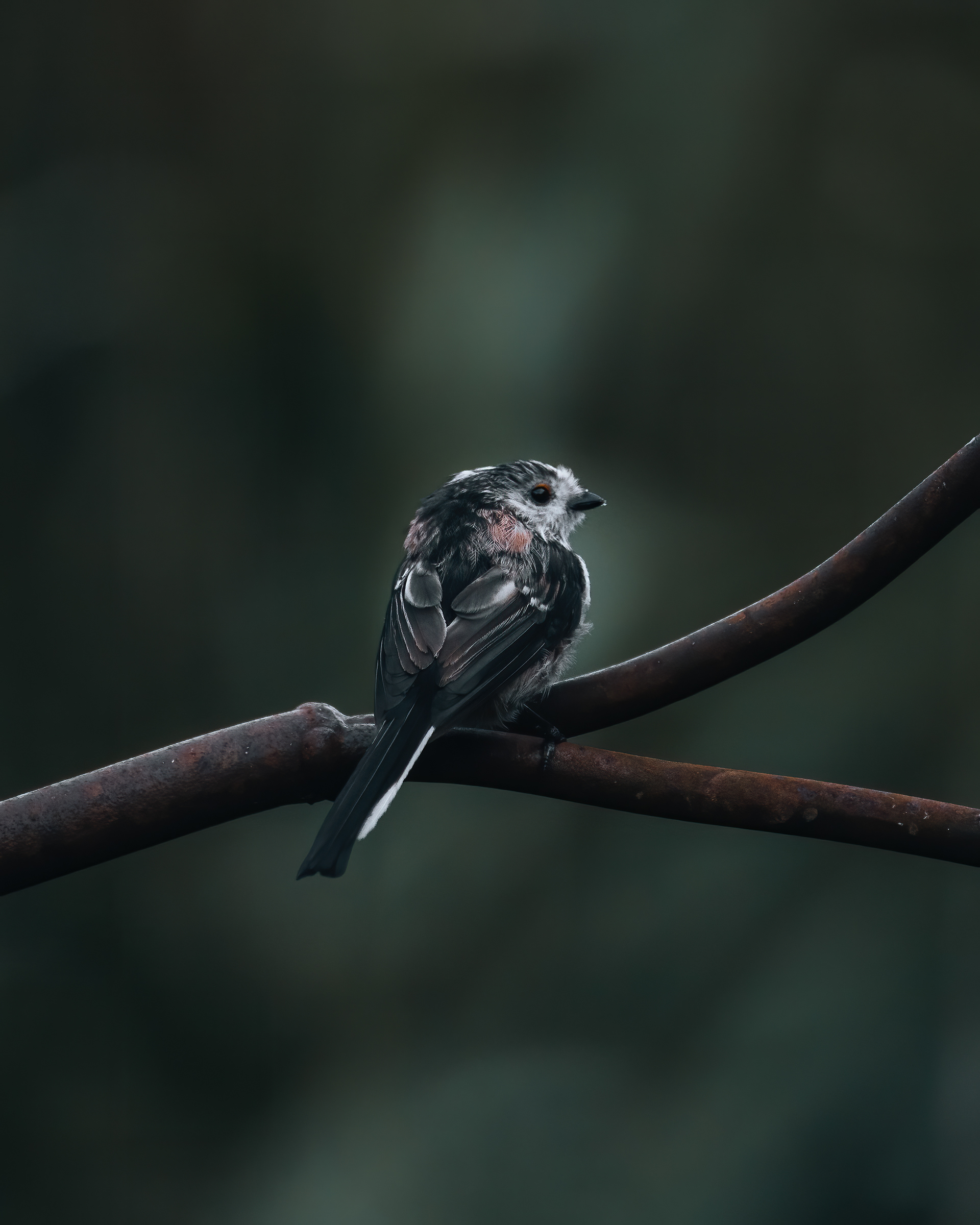 Long Tailed Tit