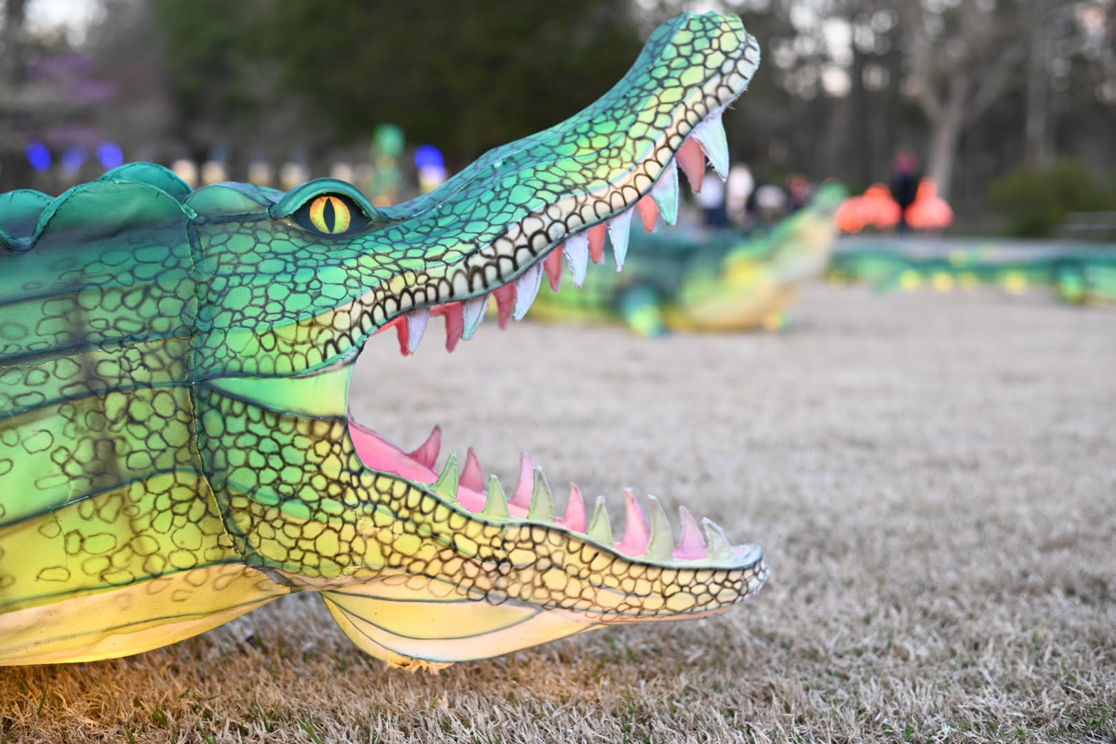 Chinese Lantern Festival - Alligator
