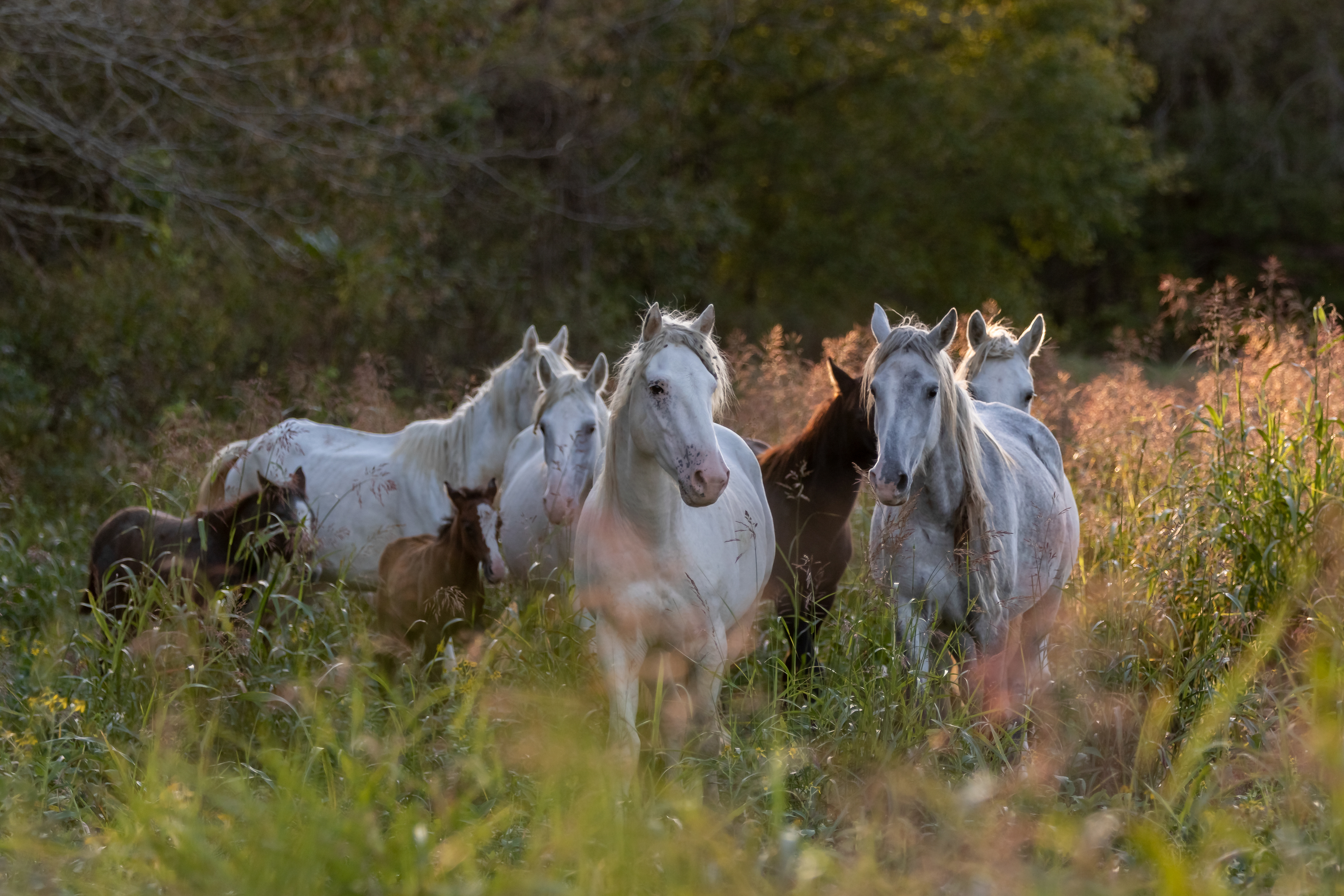 Holly Ross The Wild Horses of Missouri