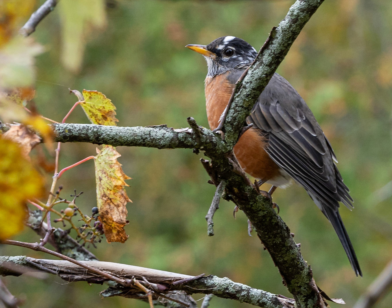 Robin with a few wisdom feathers on its head.