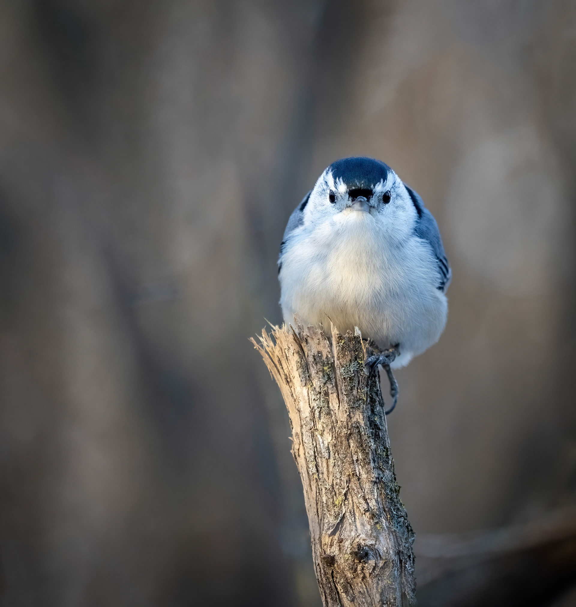 Angry looking nuthatch