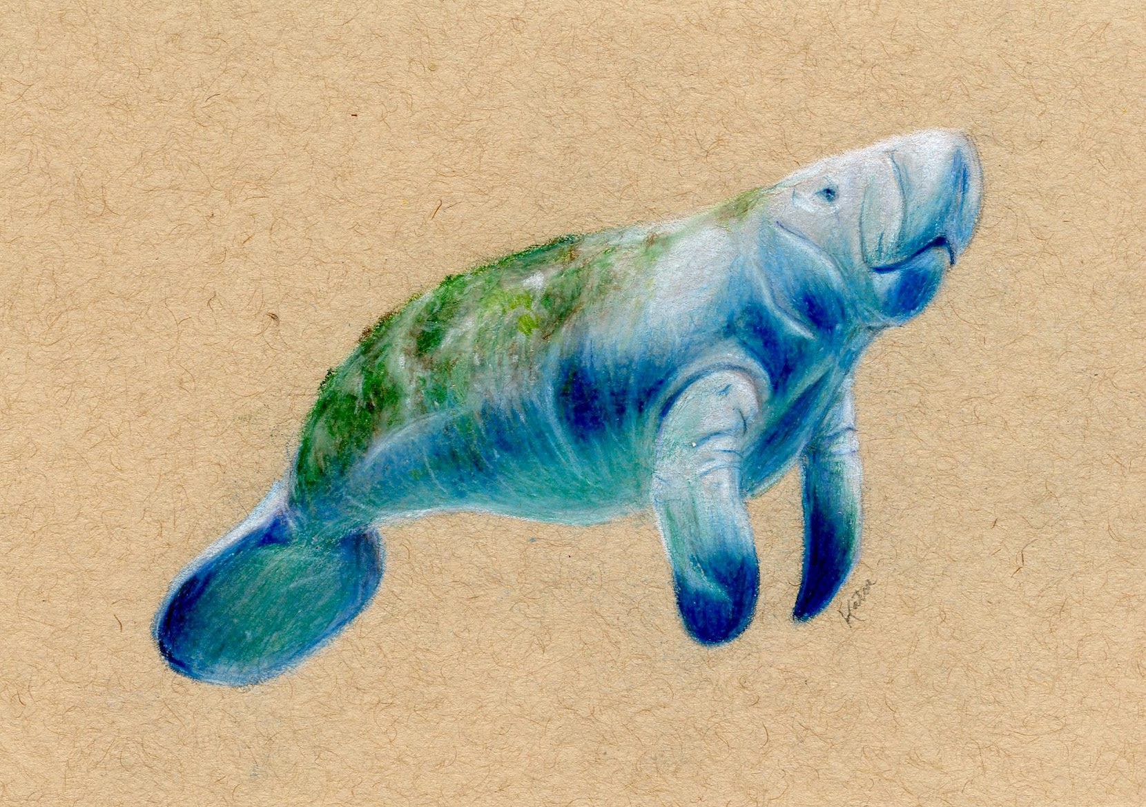 Manatee, Pencil Crayon on Toned Paper