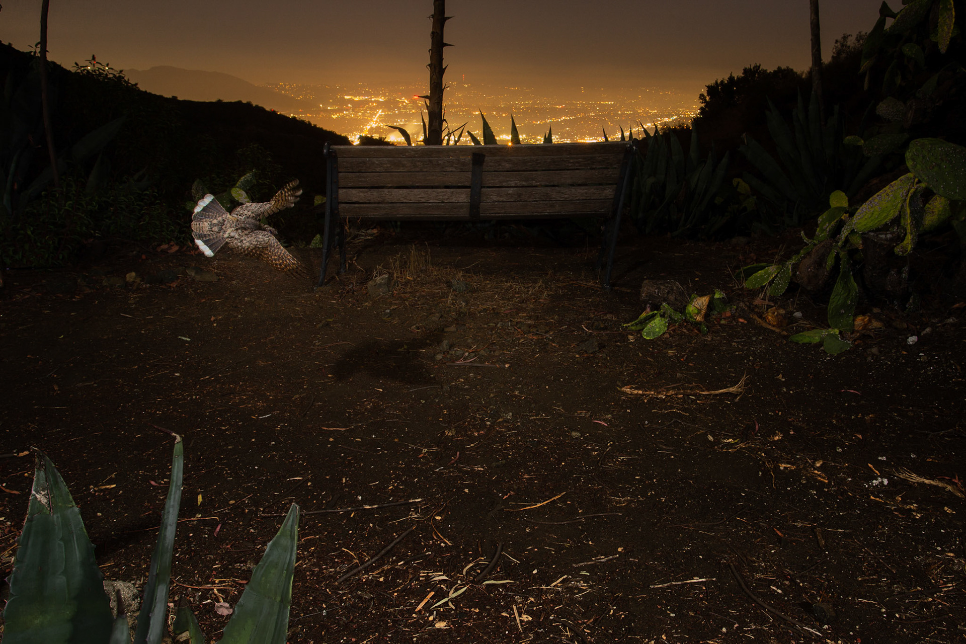 Poorwhil above Los Angeles