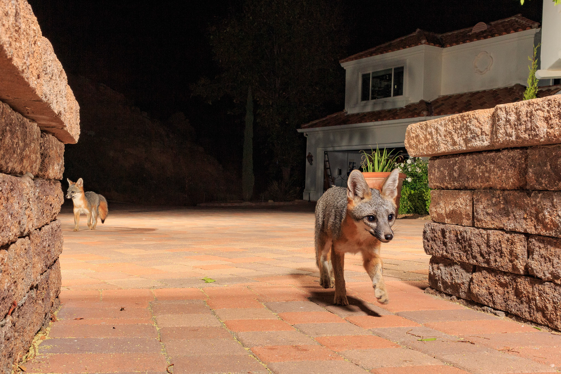A pair of grey foxes at my home. Westlake Village, CA. Cognisys Sabre trigger.