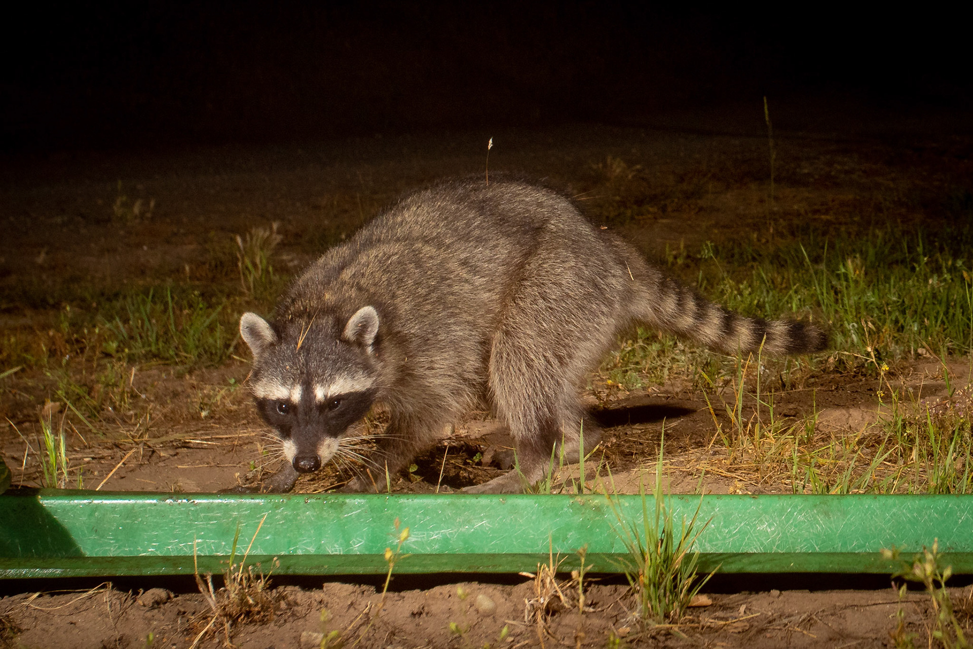 Raccoon - Santa Susana Field Labs, California