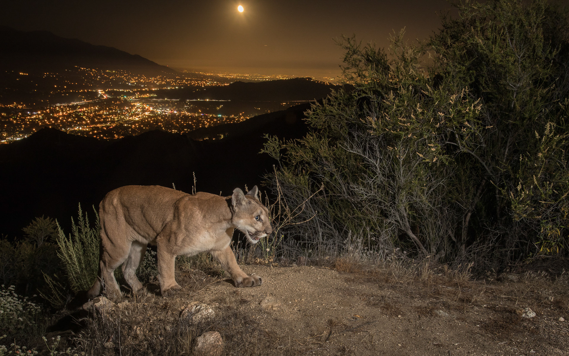 Nikita, an adult mountain lioness, under a full moon, over Los Angeles, 2017.