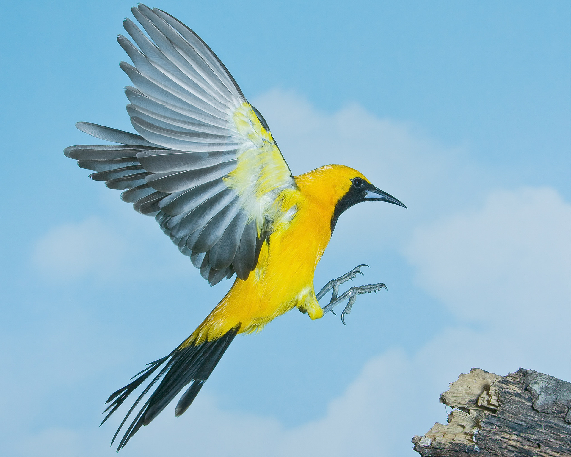 Hooded oriole male. High speed flash. Cognisys StopShot trigger
