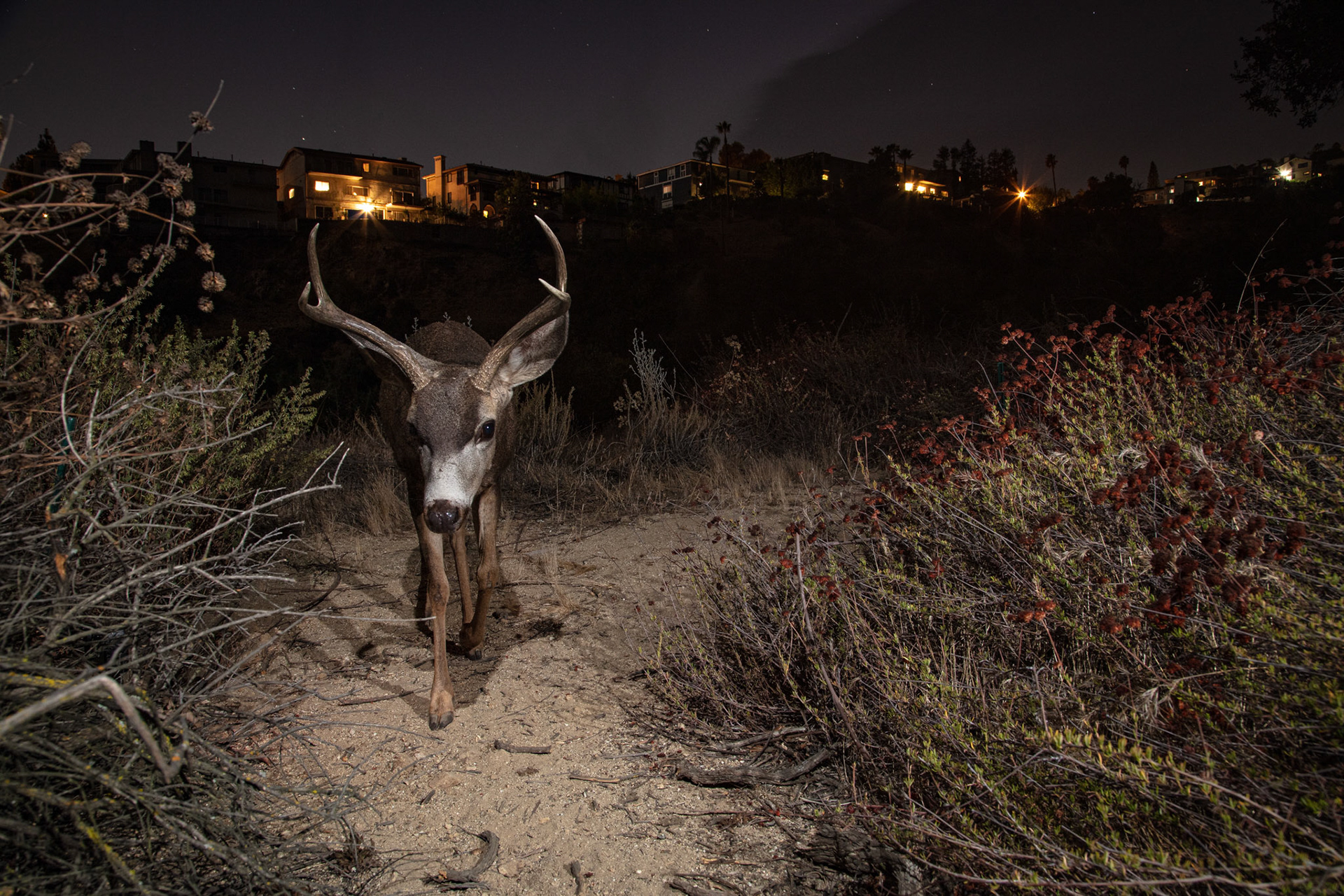 Buck during rut - urban Glendale, CA