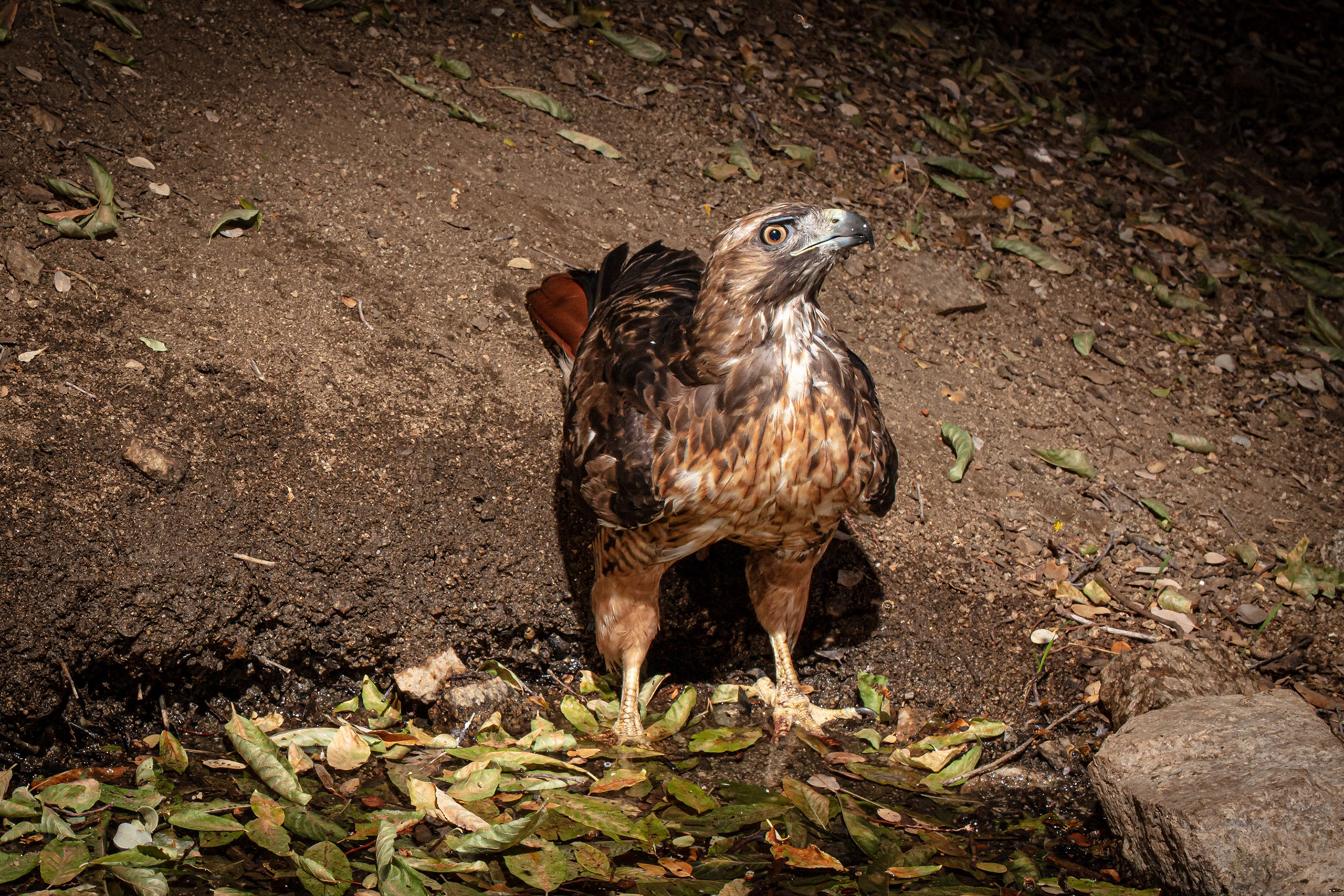 Nonplussed Red Tailed Hawk, Antelope Valley, CA.